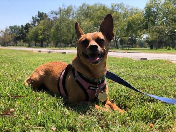 /Images/uploads/Friends of Seal Beach Animal Care Center/2022sbacc/entries/21369thumb.jpg